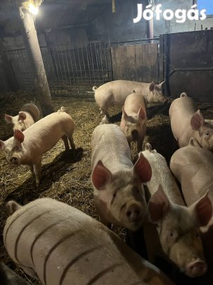 Eladó malacok