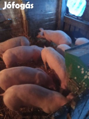 Eladó malacok
