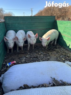 Eladó malacok