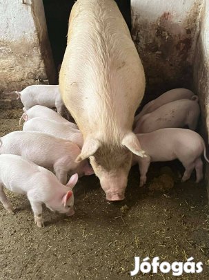 Eladó malacok