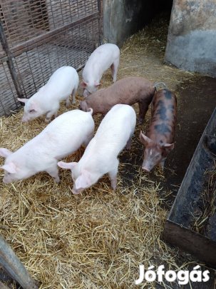 Eladó malacok