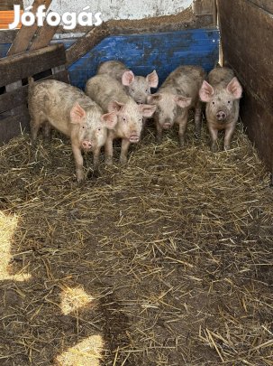 Eladó malacok
