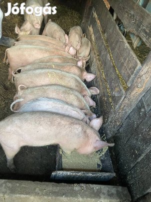 Eladó malacok