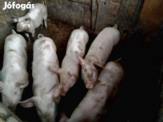 Eladó malacok