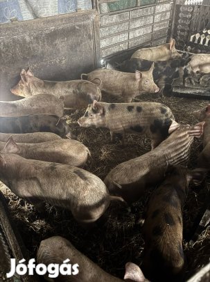 Eladó malacok