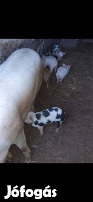 Eladó malacok Pellérden