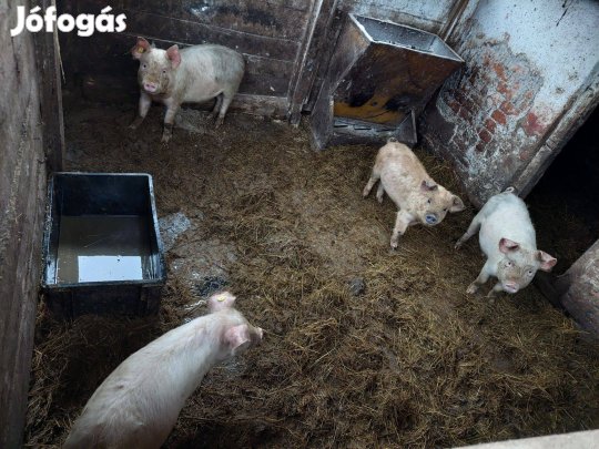 Eladó malacok!