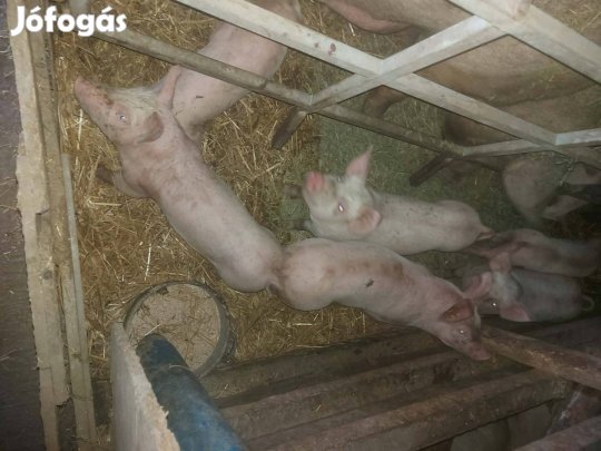 Eladó malacok 