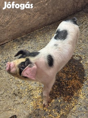 Eladó malacok 