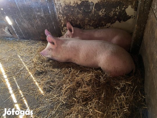 Eladó malacok 