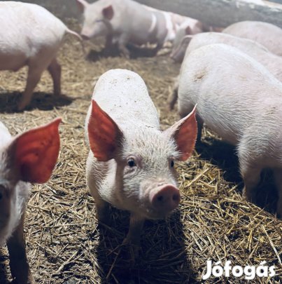 Eladó malacok !