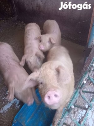 Eladó malacok dunaharasztin