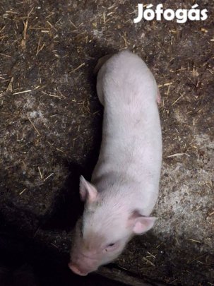 Elado malacok több darab