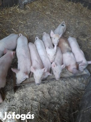 Eladó malacok új helyett keresnek!