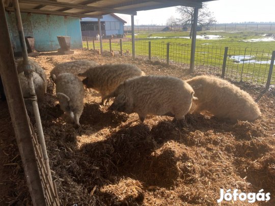 Eladó mangalica