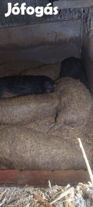 Eladó mangalica hizó