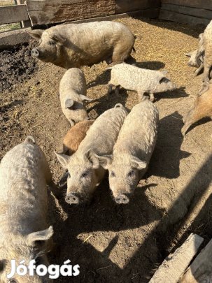 Eladó mangalica malacok