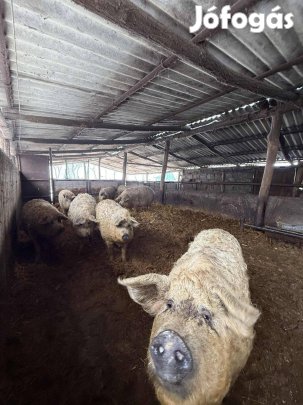 Eladó mangalica sertés hízó disznók!