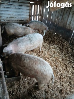 Eladó mangalica süldők
