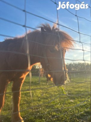 Eladó másfél éves csődör póni