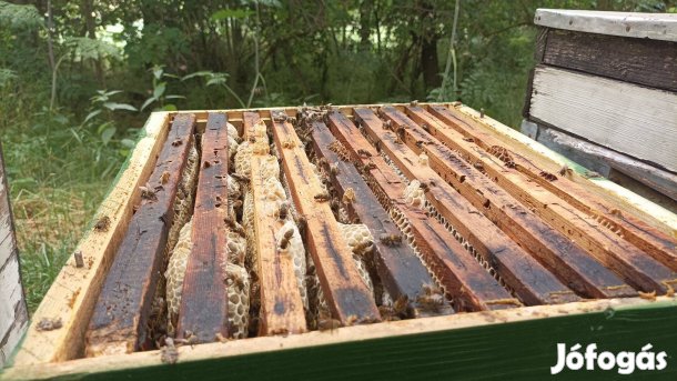 Eladó méhcsaládok