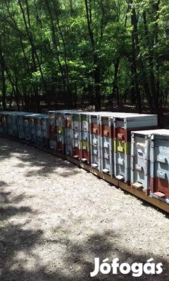 Eladó méhcsaládok