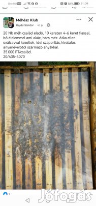 Eladó méhcsaládok