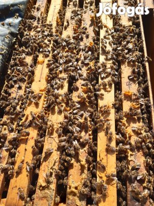 Eladó méhcsaládok