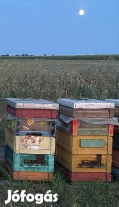 Eladó méhcsaládok!
