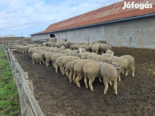 Eladó merinó kos és jerke