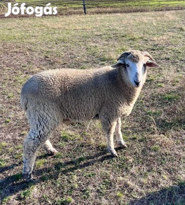 Eladó merinói kos 8 hónapos