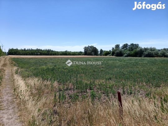 Eladó mezőgazdasági, Szeged