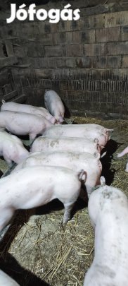 Eladó mindenféle sertés!!!