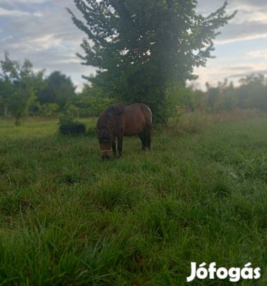 Eladó mini shetlandi póni