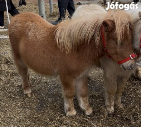 Eladó mini shetlandi póni