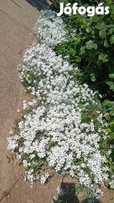 Eladó molyhos madárhúr kerti évelő növény