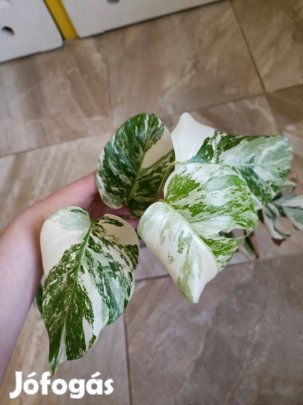 Eladó monstera albo vari növény könnyezőpálma