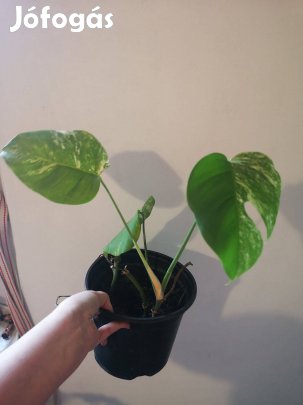 Eladó monstera delicosia albo vari könnyezőpálma