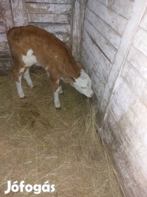 Eladó mt üsző borjú