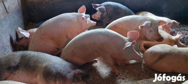 Eladó nagy fehér hizo