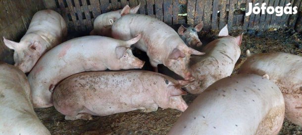 Eladó nagy fehér hizo