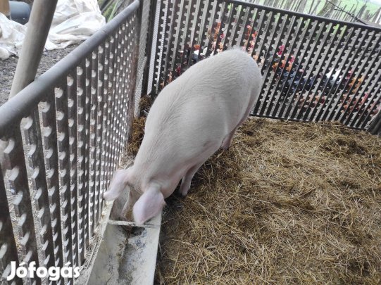 Eladó nagy fehér hízó sertés