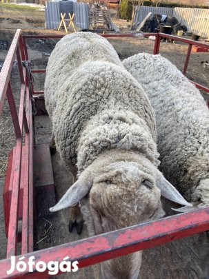 Eladó nagy kos birka 