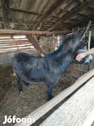 Eladó nagy testü szamár 