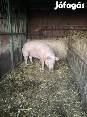 Eladó nagyfeher hizó