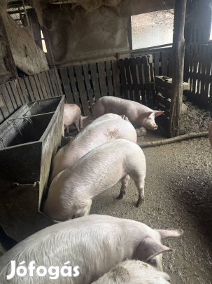 Eladó nagyfehér hízók