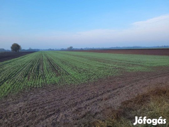 Eladó nagyon jó minőségű