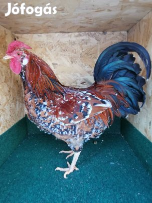 Eladó nagytestű baromfi Lenti! 