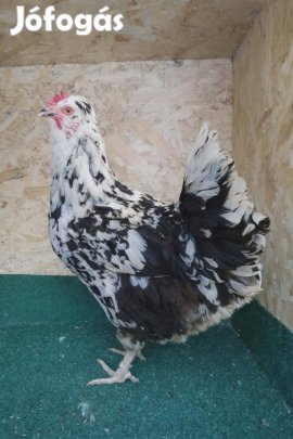 Eladó nagytestű baromfi család Lentiben! 
