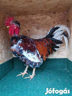 Eladó nagytestű fodros tollú baromfi Lentiben !